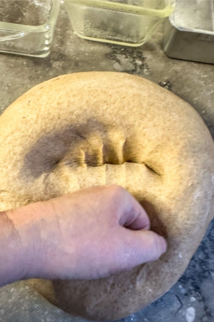 punching down the freshly milled wheat bread dough.