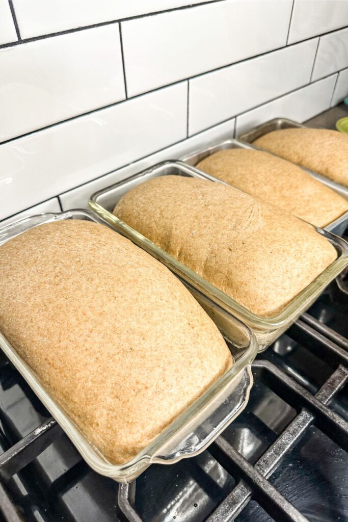 freshly milled wheat bread ready to go into the oven.