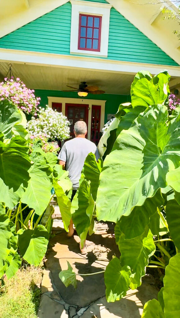 Entering Skylark Cafe elephant ears